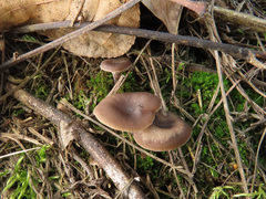 Clitocybe barbularum
