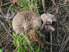 Clitocybe barbularum