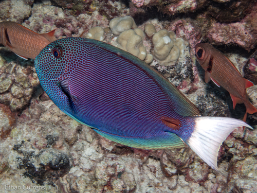 Acanthurus nubilus observed 2025-07-28