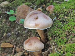 Hebeloma mesophaeum
