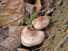 Hebeloma mesophaeum