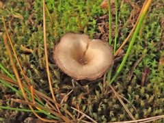 Clitocybe barbularum