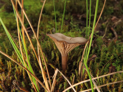 Clitocybe barbularum