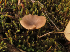 Clitocybe barbularum