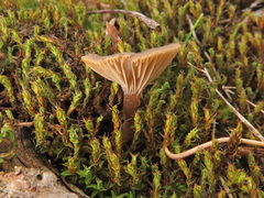 Clitocybe barbularum