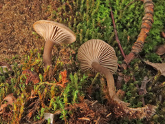 Clitocybe barbularum