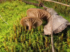 Clitocybe barbularum