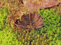 Thelephora caryophyllea