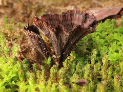 Thelephora caryophyllea