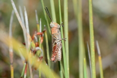 Cirphula pyrrhocnemis