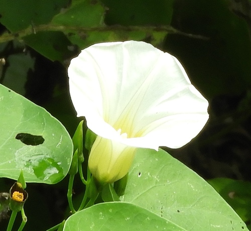 Image of Ipomoea corymbosa by (c) Francisco Farriols Sarabia, some rights reserved (CC BY)
