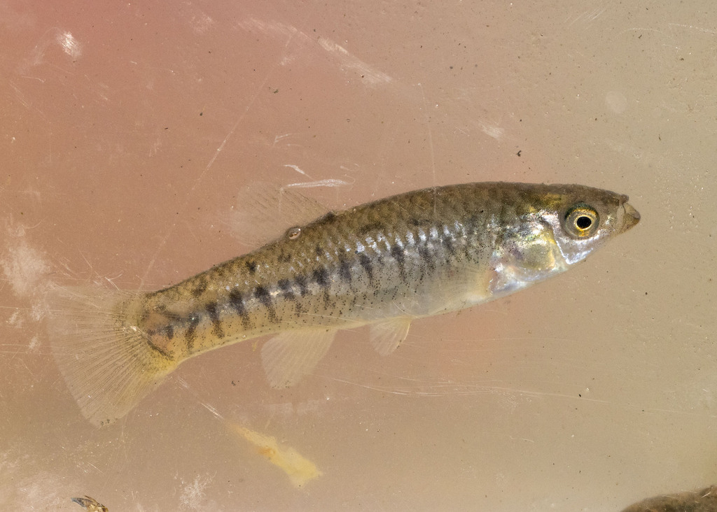 California Killifish