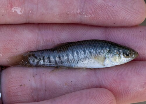 California killifish (Fundulus parvipinnis) — Fundulidae — 2