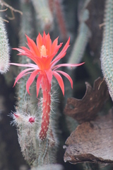 Aporocactus