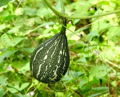 Cucurbita argyrosperma