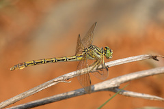 Ceratogomphus pictus