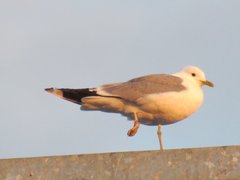 Larus canus