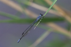 Pseudagrion salisburyense