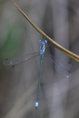 Lestes plagiatus