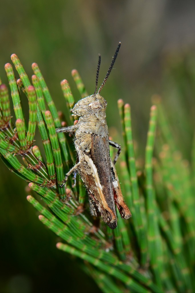 Cirphula