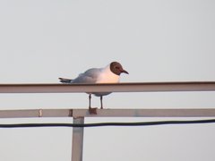 Chroicocephalus ridibundus