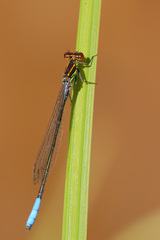 Pseudagrion newtoni