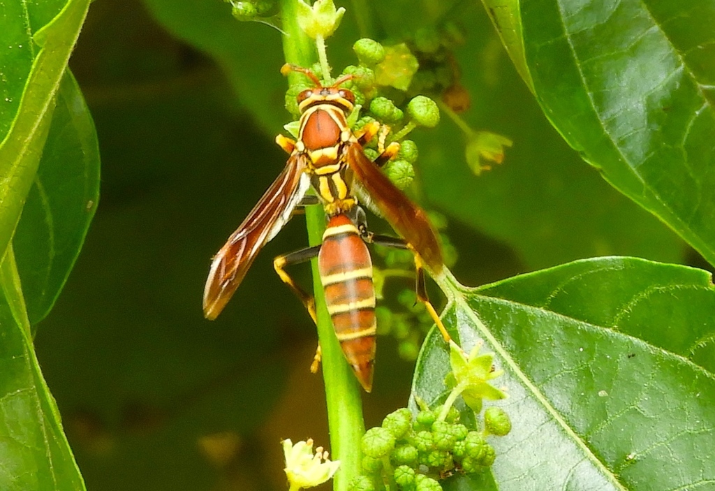 Guitarrilla Paper Wasp