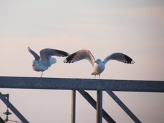 Larus canus
