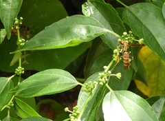 Colubrina triflora