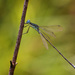 Smoky Spreadwing - Photo (c) Erland Refling Nielsen, some rights reserved (CC BY-NC)