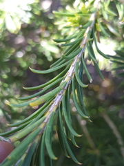Melaleuca armillaris armillaris