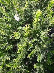 Melaleuca armillaris armillaris