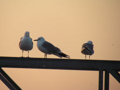 Larus canus