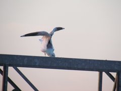 Larus canus