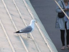 Larus canus