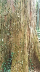 Chamaecyparis formosensis