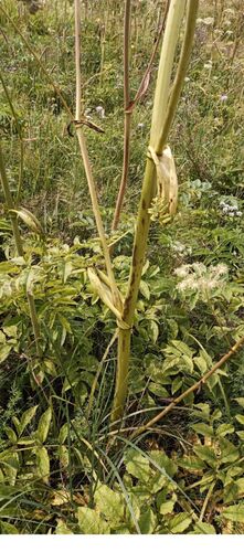Wild Angelica