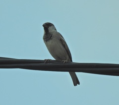 Passer domesticus