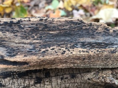 Oedohysterium sinense