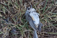 Baeolophus atricristatus