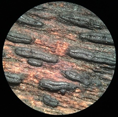 Oedohysterium sinense