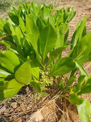 Pygmaeothamnus zeyheri