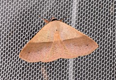 Ophyx ochroptera