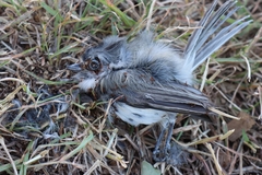 Baeolophus atricristatus