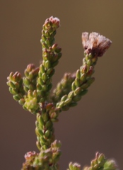 Erica labialis