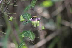 Passiflora porophylla