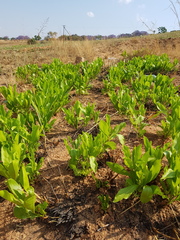 Pygmaeothamnus zeyheri