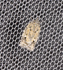 Acropolitis canana