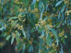 Acacia obliquinervia