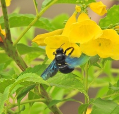 Xylocopa nasalis